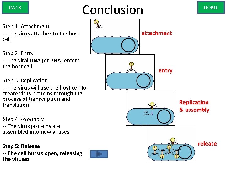BACK Conclusion Step 1: Attachment -- The virus attaches to the host cell Step