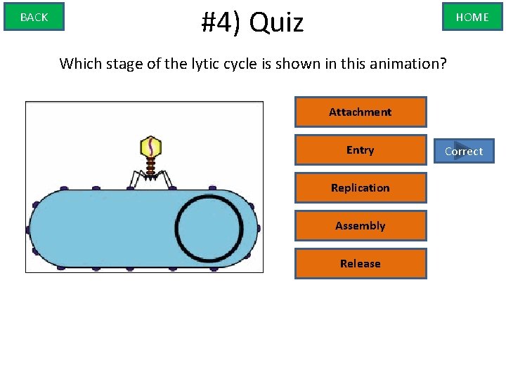 BACK #4) Quiz HOME Which stage of the lytic cycle is shown in this