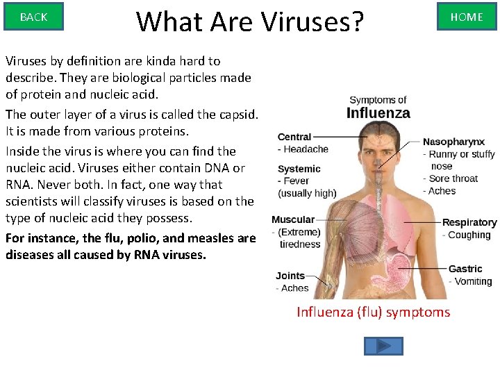 BACK What Are Viruses? HOME Viruses by definition are kinda hard to describe. They