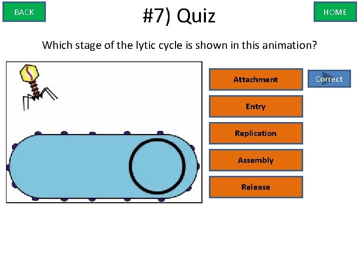 BACK #7) Quiz HOME Which stage of the lytic cycle is shown in this