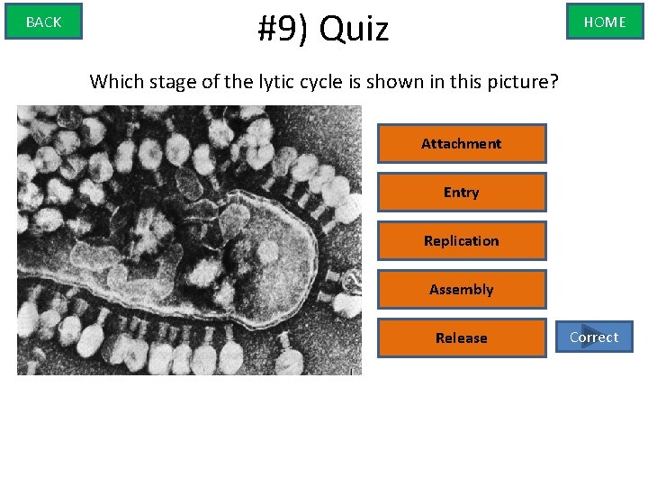 BACK #9) Quiz HOME Which stage of the lytic cycle is shown in this