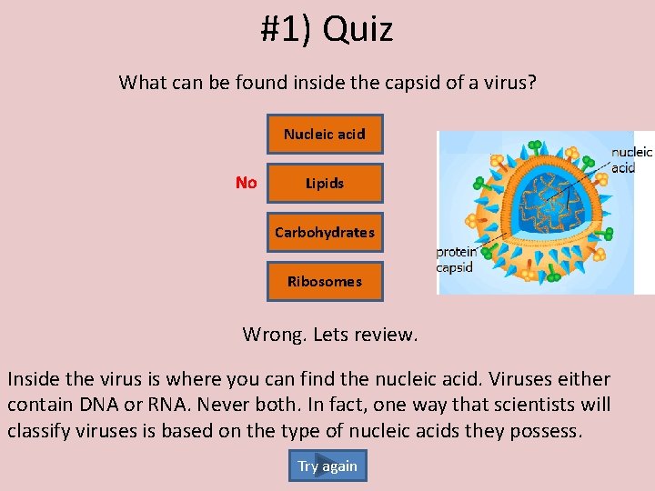 #1) Quiz What can be found inside the capsid of a virus? Nucleic acid