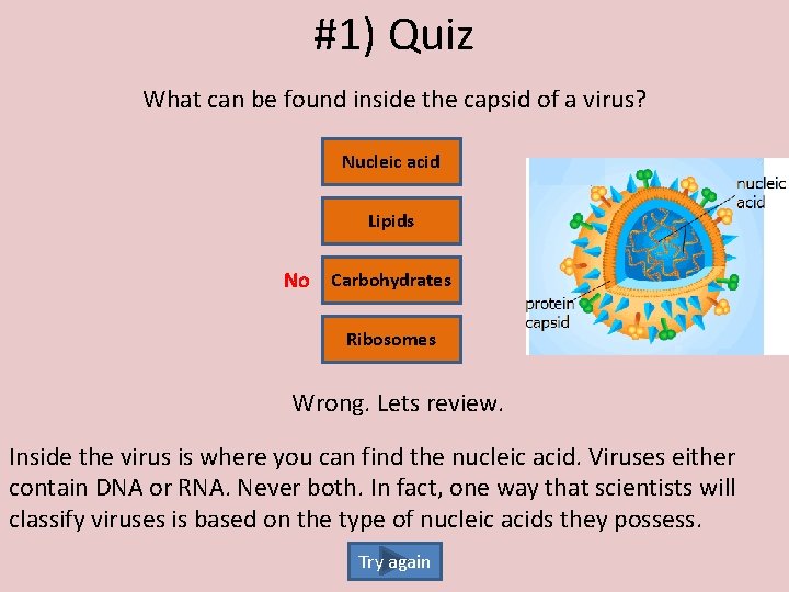 #1) Quiz What can be found inside the capsid of a virus? Nucleic acid