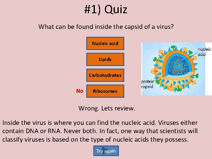 #1) Quiz What can be found inside the capsid of a virus? Nucleic acid