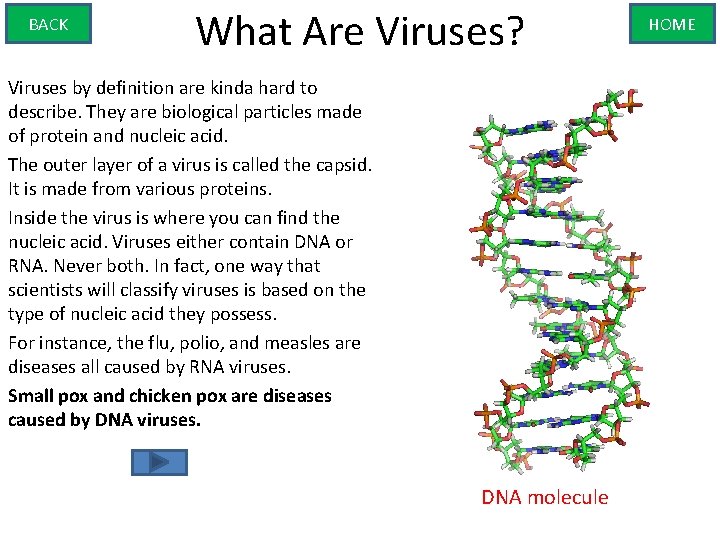 BACK What Are Viruses? Viruses by definition are kinda hard to describe. They are