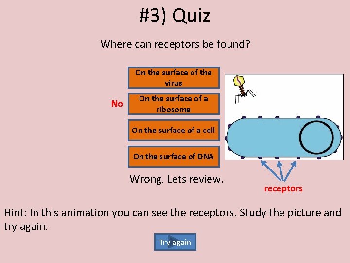 #3) Quiz Where can receptors be found? On the surface of the virus No
