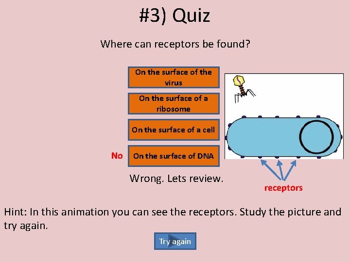 #3) Quiz Where can receptors be found? On the surface of the virus On