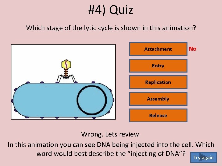 #4) Quiz Which stage of the lytic cycle is shown in this animation? Attachment