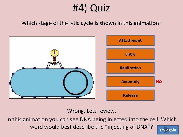 #4) Quiz Which stage of the lytic cycle is shown in this animation? Attachment