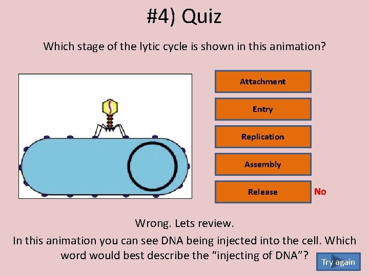 #4) Quiz Which stage of the lytic cycle is shown in this animation? Attachment