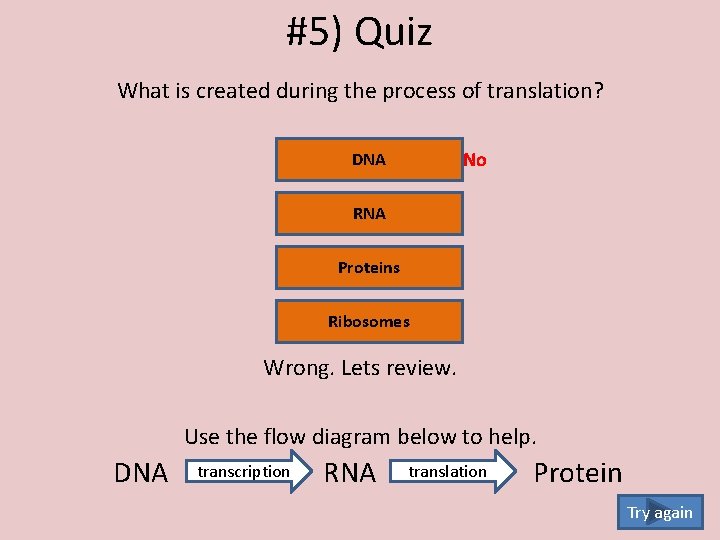 #5) Quiz What is created during the process of translation? No DNA RNA Proteins