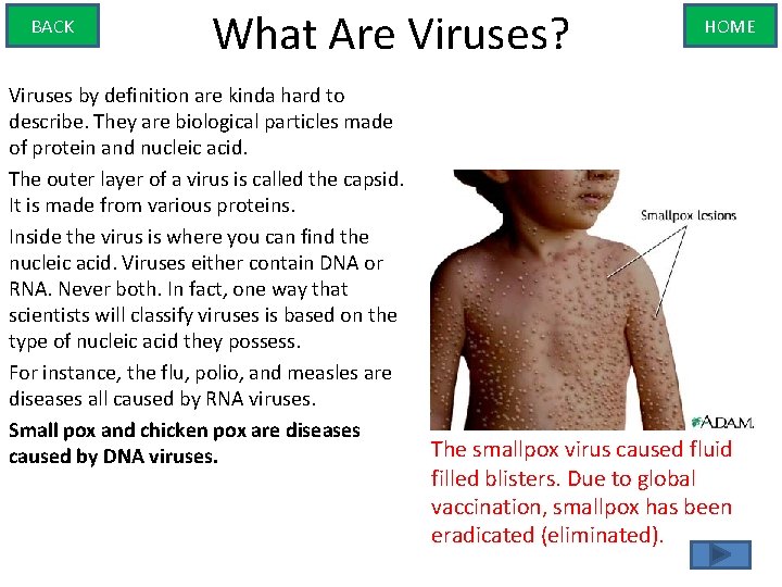 BACK What Are Viruses? Viruses by definition are kinda hard to describe. They are