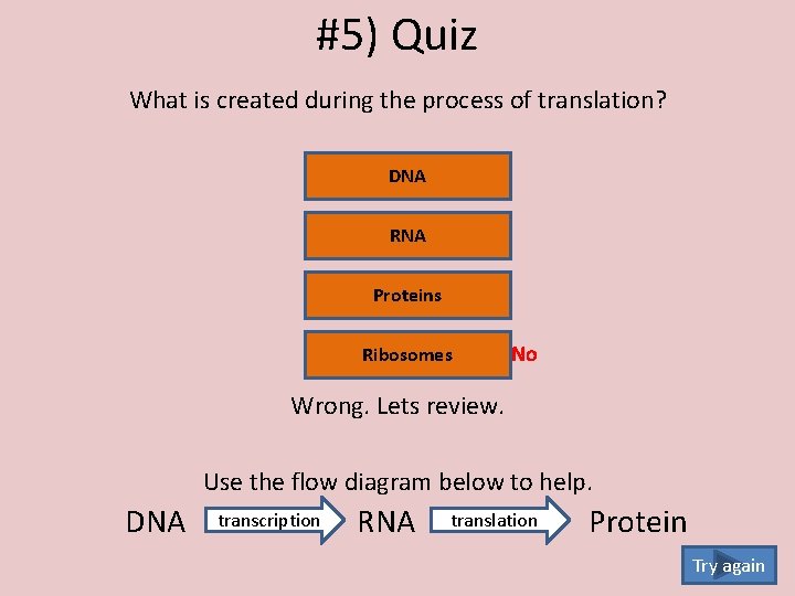 #5) Quiz What is created during the process of translation? DNA RNA Proteins Ribosomes