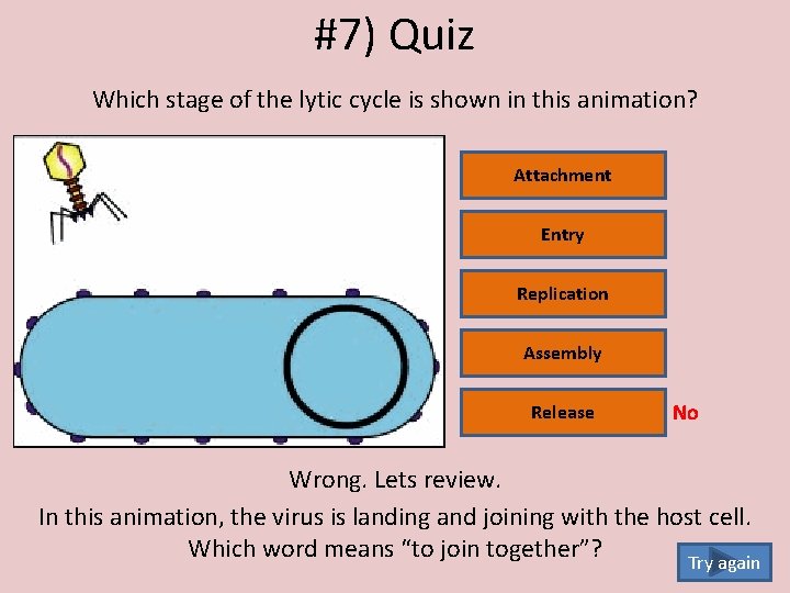 #7) Quiz Which stage of the lytic cycle is shown in this animation? Attachment
