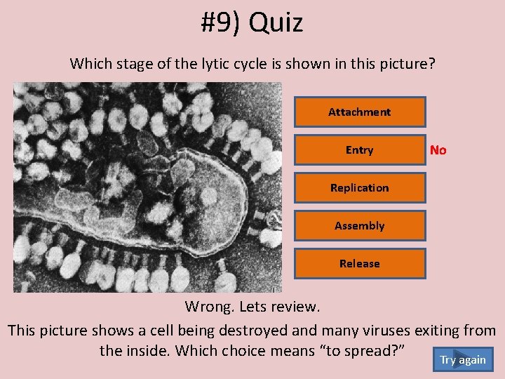 #9) Quiz Which stage of the lytic cycle is shown in this picture? Attachment