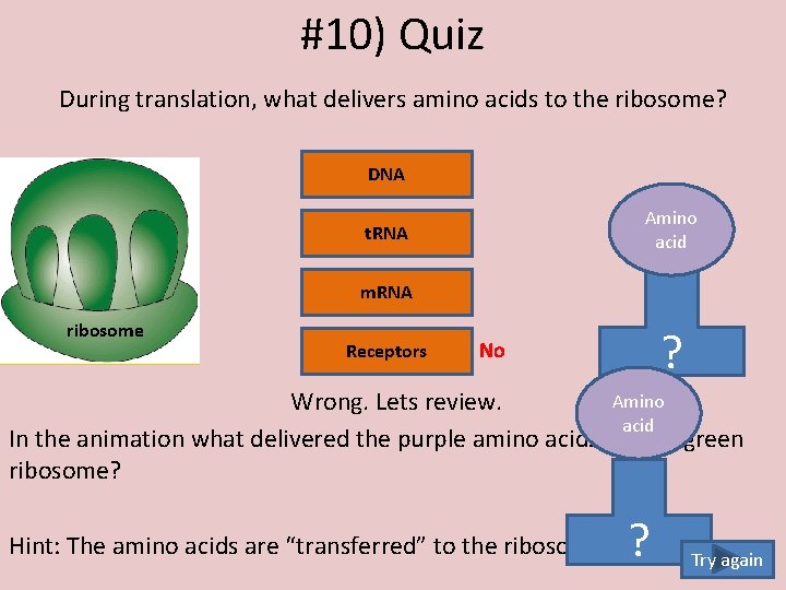 #10) Quiz During translation, what delivers amino acids to the ribosome? DNA Amino acid