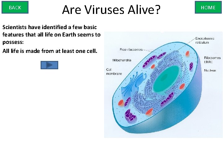 BACK Are Viruses Alive? Scientists have identified a few basic features that all life