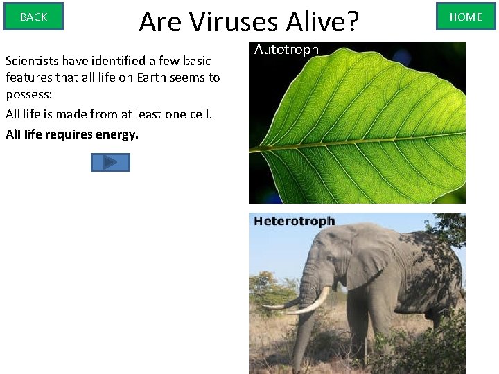 BACK Are Viruses Alive? Scientists have identified a few basic features that all life