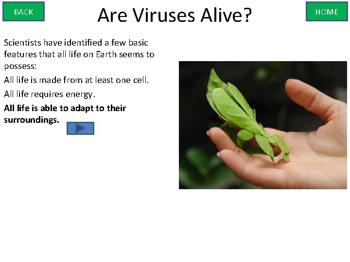 BACK Are Viruses Alive? Scientists have identified a few basic features that all life