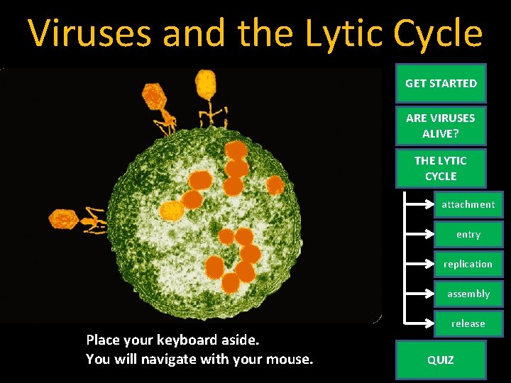 Viruses and the Lytic Cycle GET STARTED ARE VIRUSES ALIVE? THE LYTIC CYCLE attachment