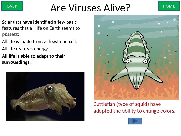 BACK Are Viruses Alive? HOME Scientists have identified a few basic features that all