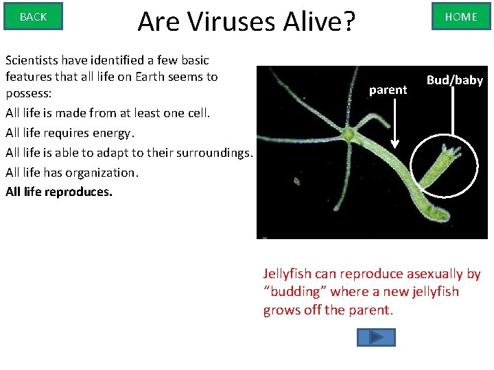 BACK Are Viruses Alive? Scientists have identified a few basic features that all life