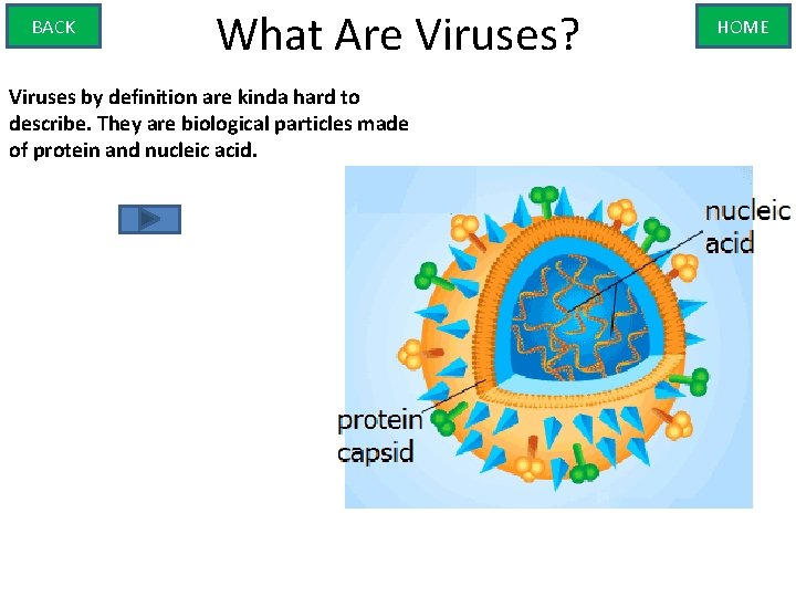 BACK What Are Viruses? Viruses by definition are kinda hard to describe. They are