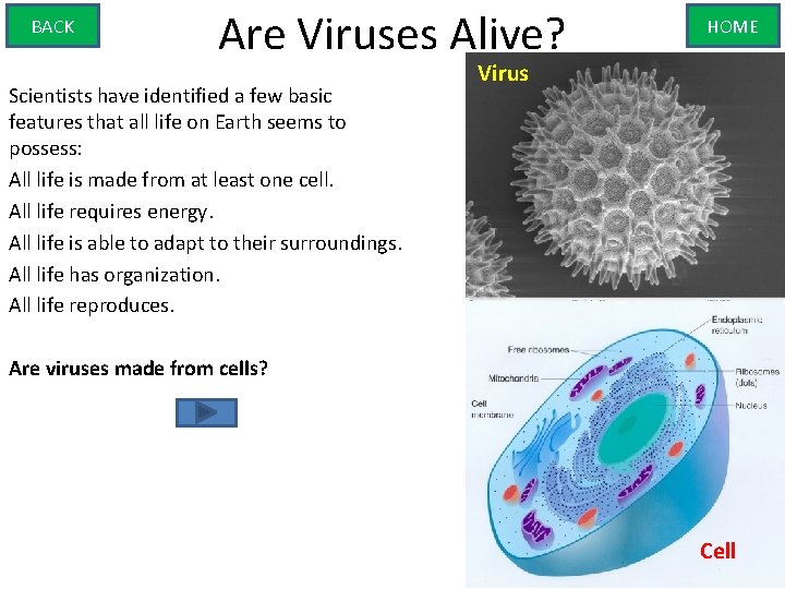 BACK Are Viruses Alive? Scientists have identified a few basic features that all life