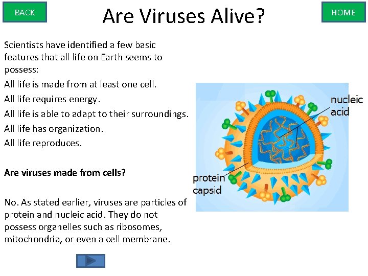 BACK Are Viruses Alive? Scientists have identified a few basic features that all life
