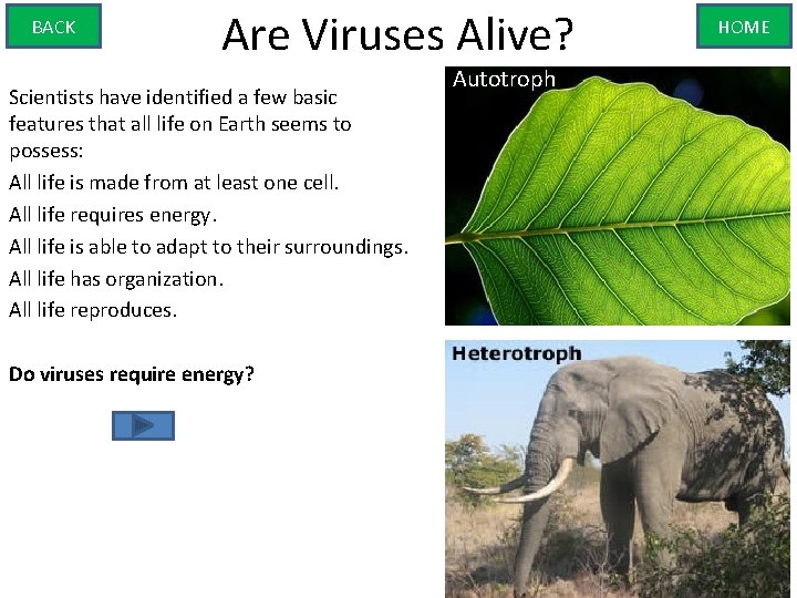 BACK Are Viruses Alive? Scientists have identified a few basic features that all life