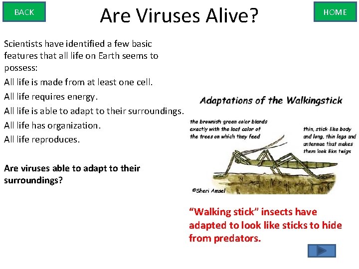 BACK Are Viruses Alive? HOME Scientists have identified a few basic features that all