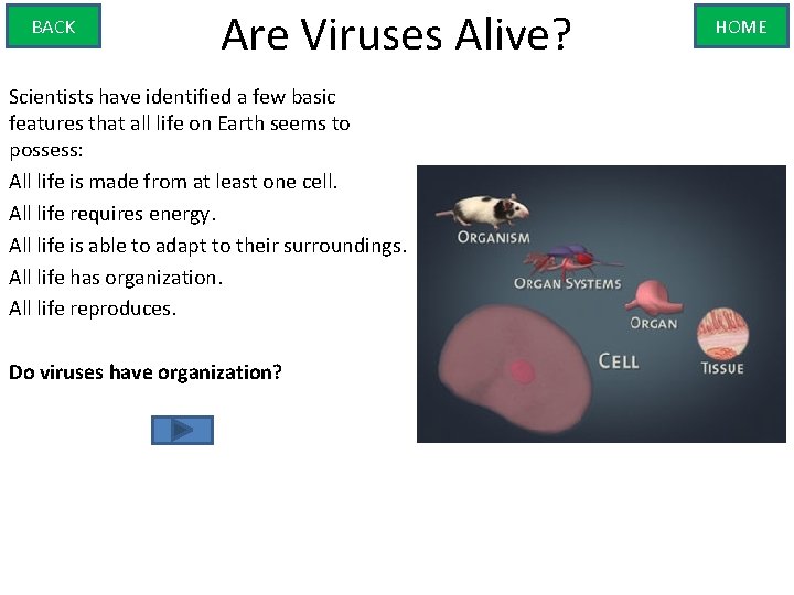 BACK Are Viruses Alive? Scientists have identified a few basic features that all life