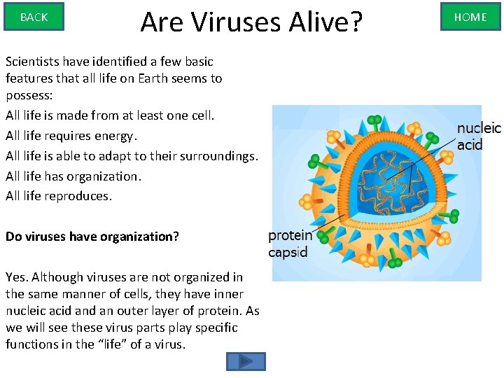 BACK Are Viruses Alive? Scientists have identified a few basic features that all life