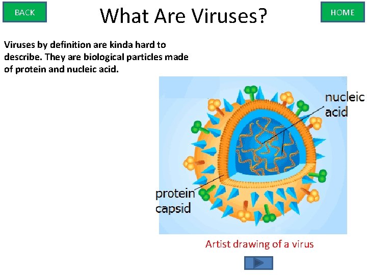 BACK What Are Viruses? Viruses by definition are kinda hard to describe. They are