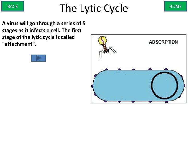 BACK The Lytic Cycle A virus will go through a series of 5 stages