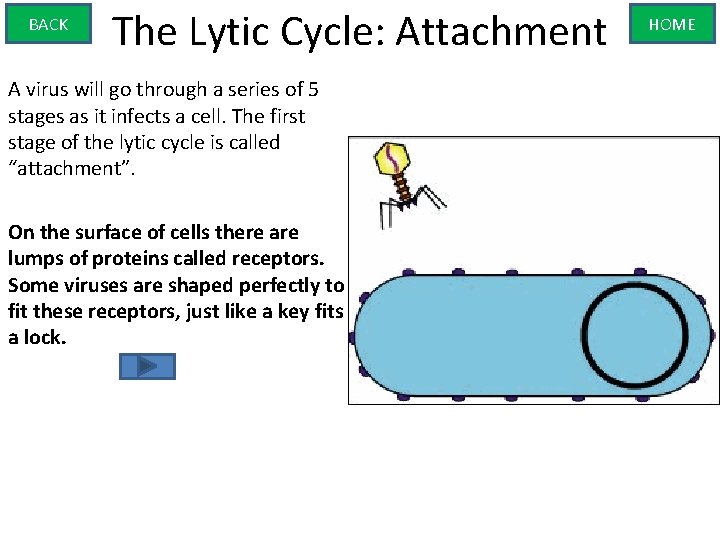 BACK The Lytic Cycle: Attachment A virus will go through a series of 5