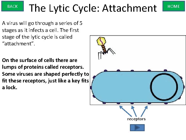 BACK The Lytic Cycle: Attachment A virus will go through a series of 5