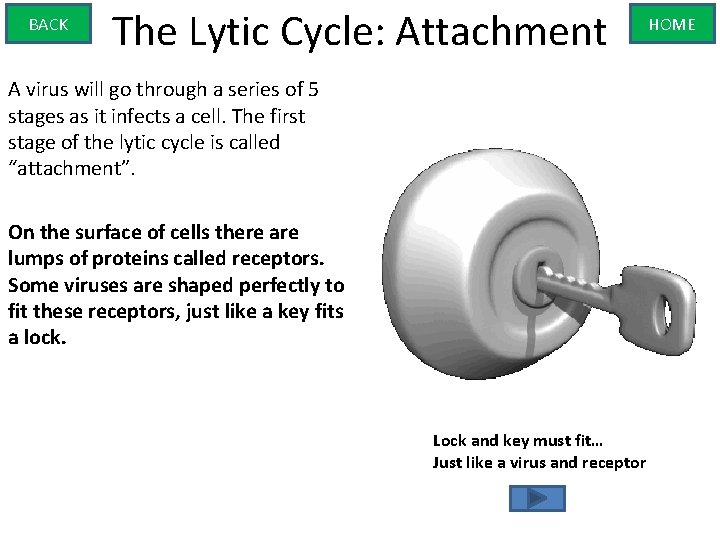 BACK The Lytic Cycle: Attachment A virus will go through a series of 5
