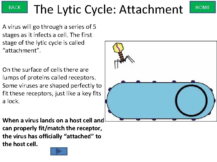 BACK The Lytic Cycle: Attachment A virus will go through a series of 5