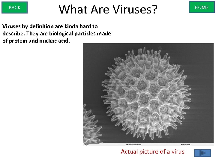 BACK What Are Viruses? Viruses by definition are kinda hard to describe. They are