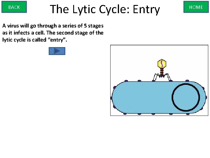 BACK The Lytic Cycle: Entry A virus will go through a series of 5
