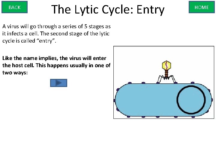 BACK The Lytic Cycle: Entry A virus will go through a series of 5
