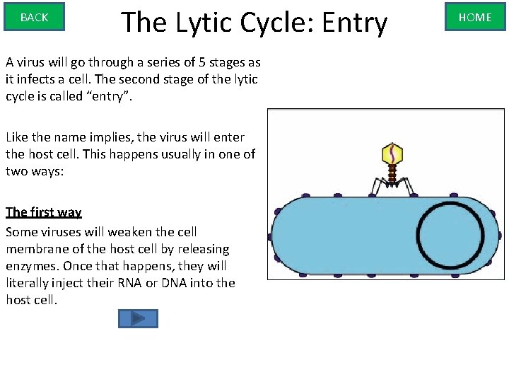 BACK The Lytic Cycle: Entry A virus will go through a series of 5