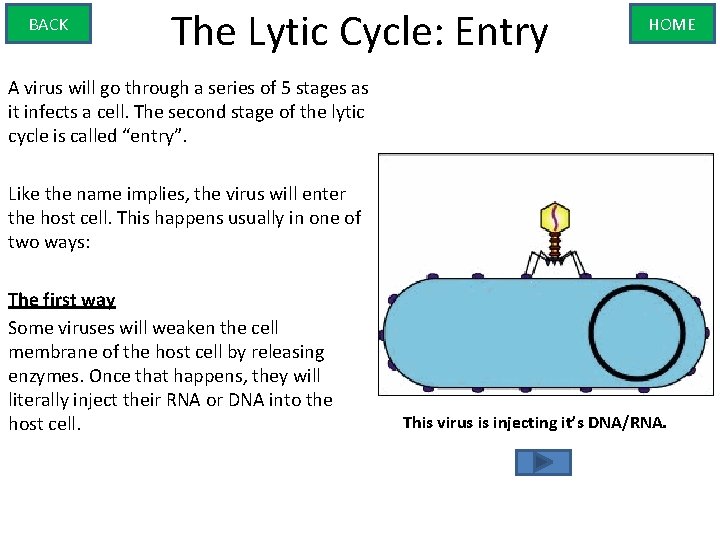 BACK The Lytic Cycle: Entry HOME A virus will go through a series of