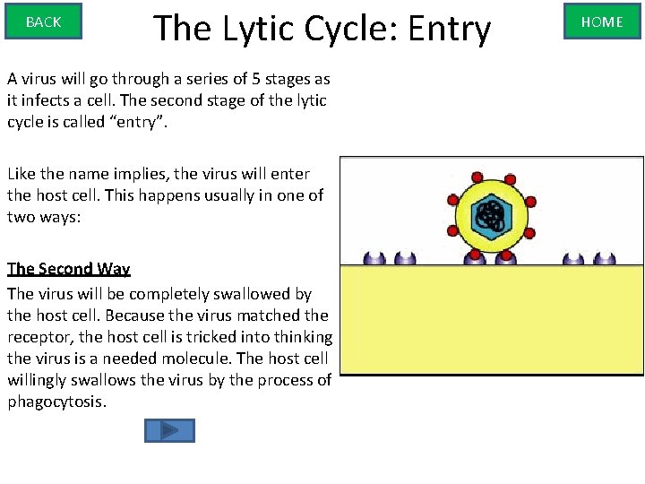BACK The Lytic Cycle: Entry A virus will go through a series of 5
