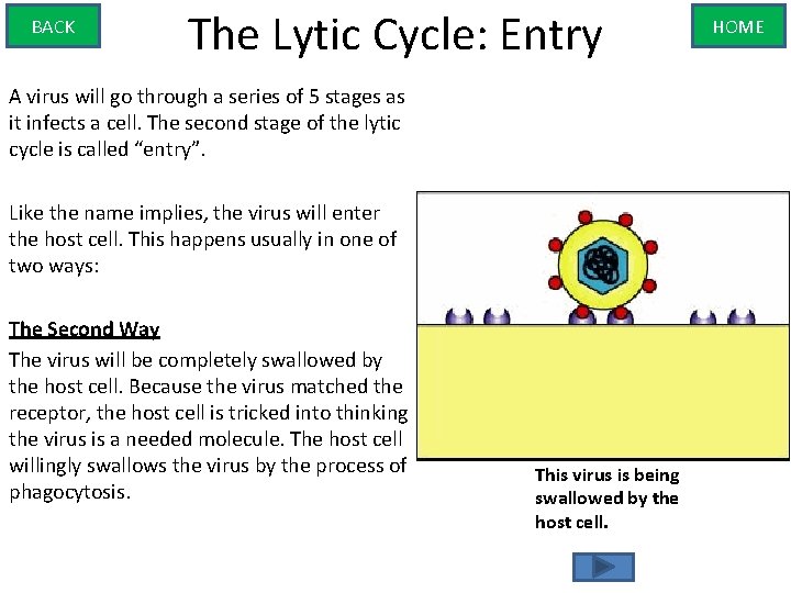 BACK The Lytic Cycle: Entry A virus will go through a series of 5