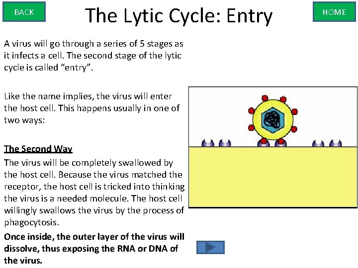 BACK The Lytic Cycle: Entry A virus will go through a series of 5
