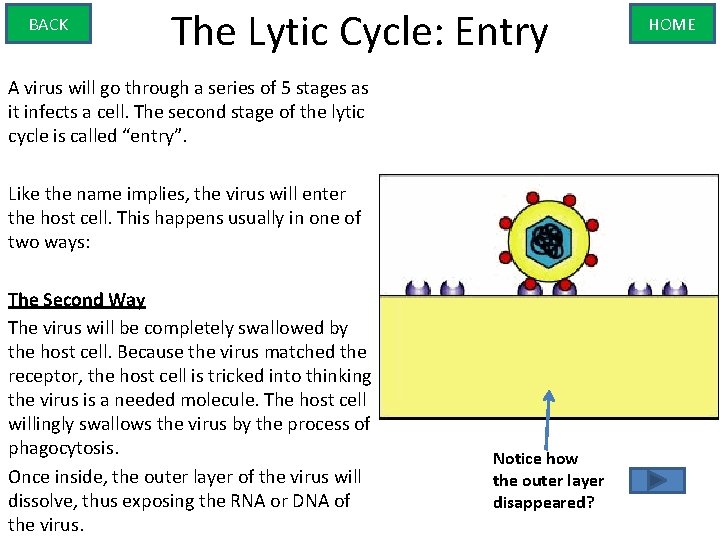 BACK The Lytic Cycle: Entry A virus will go through a series of 5