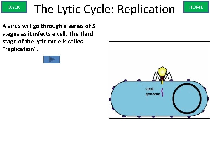 BACK The Lytic Cycle: Replication A virus will go through a series of 5