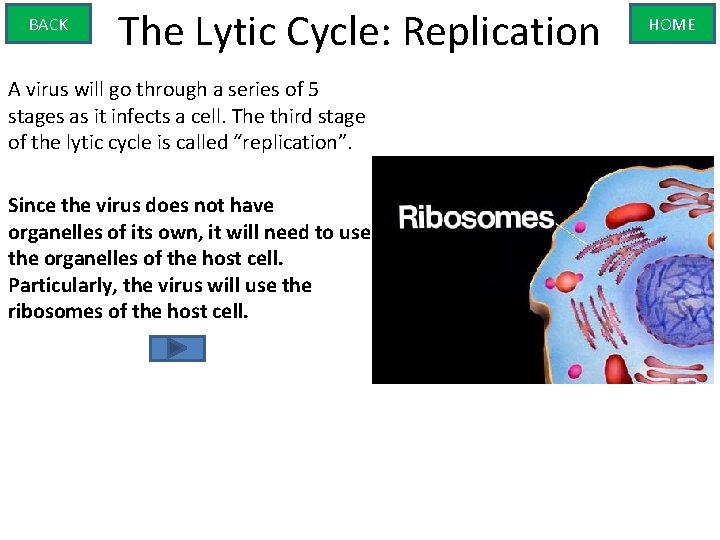 BACK The Lytic Cycle: Replication A virus will go through a series of 5